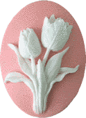 Тюльпаны tulips фото